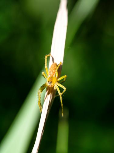 Dolomedes sp.