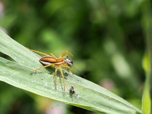 Dolomedes sp.