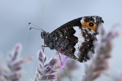 Réf. 176 199 : Hipparchia neomiris