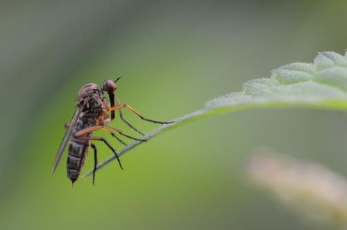 Empis livida