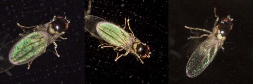 Asteia amoena
