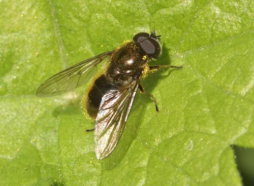 Réf. 176 684 : Cheilosia sp.