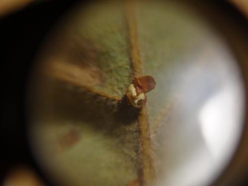 Neuroterus anthracinus
