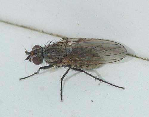 Botanophila fugax