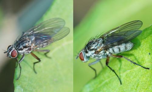 Hylemya vagans