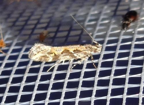 Ornativalva sp.