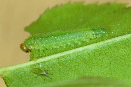 Cladius pectinicornis