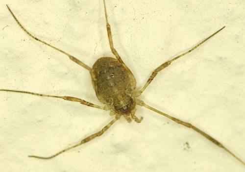 Paroligolophus agrestis