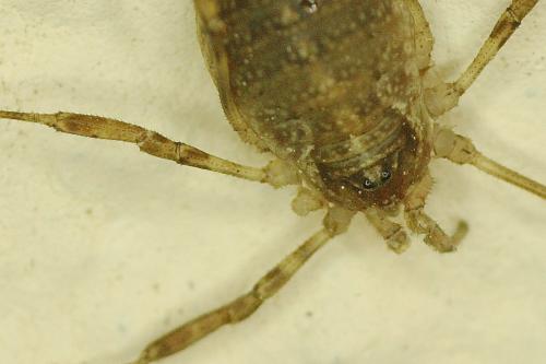 Paroligolophus agrestis