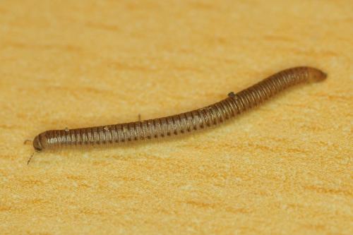 Cylindroiulus punctatus
