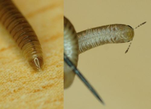 Réf. 176 543 : Cylindroiulus punctatus