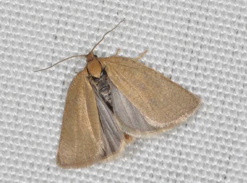 Aphelia viburnana