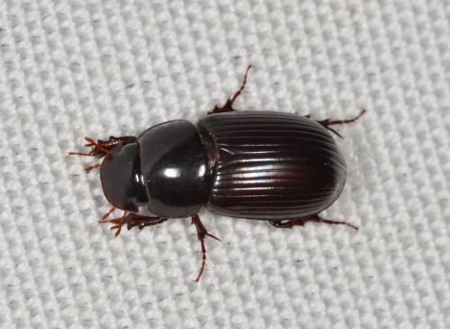 Réf. 176 829 : Acrossus rufipes