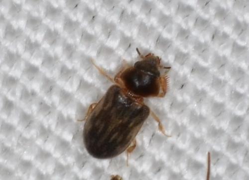 Réf. 176 449 : Heterocerus fenestratus
