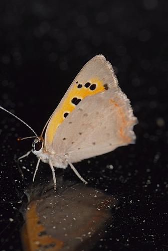 Réf. 176 698 : Lycaena phlaeas