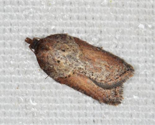 Acleris sp.