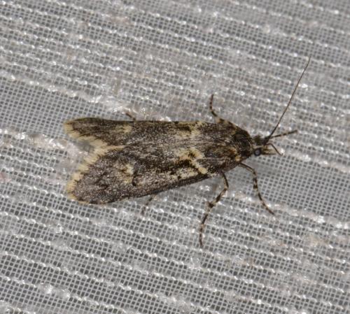 Diurnea fagella