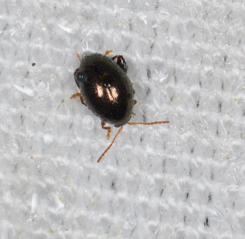 Apteropeda orbiculata