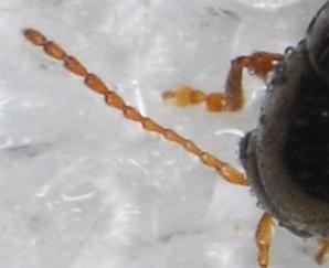Apteropeda orbiculata