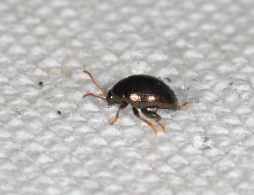 Apteropeda orbiculata