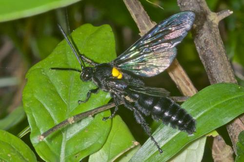 Réf. 176 029 : Megascolia scutellaris