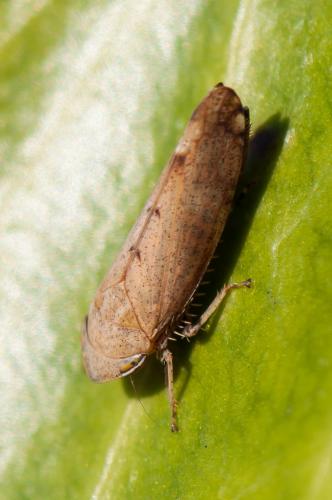 Fieberiella florii