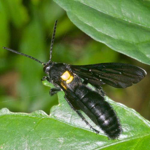 Réf. 176 030 : Megascolia scutellaris