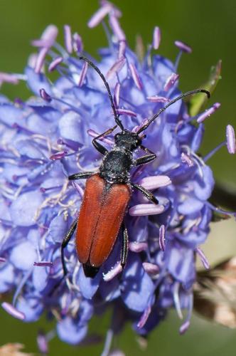 Réf. 176 922 : Anastrangalia sanguinolenta