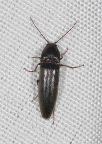 Melanotus sp.