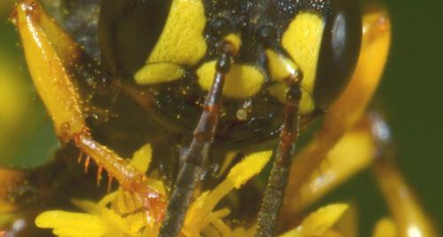 Cerceris arenaria