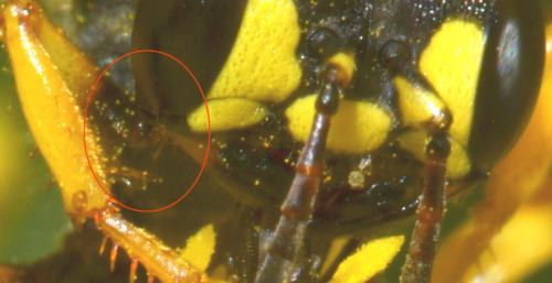 Cerceris arenaria