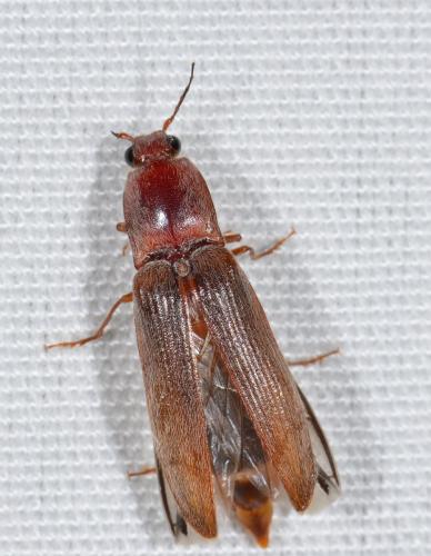 Réf. 176 546 : Stenagostus rhombeus