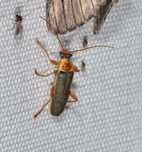 Cantharis nigricans