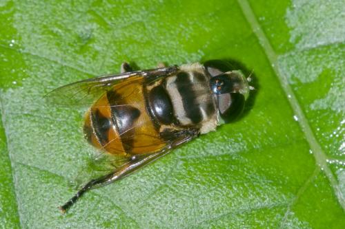 Palpada sp.