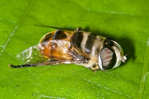 Réf. 176 211 : Palpada sp.