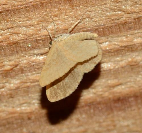 Réf. 176 655 : Euchoeca nebulata