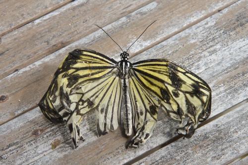Idea leuconoe