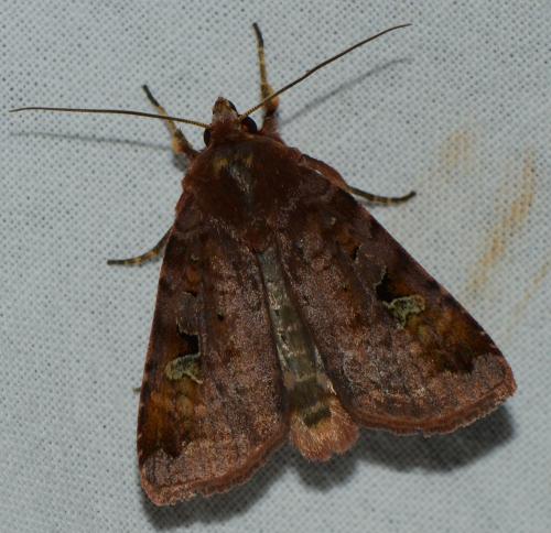 Réf. 176 718 : Diarsia brunnea