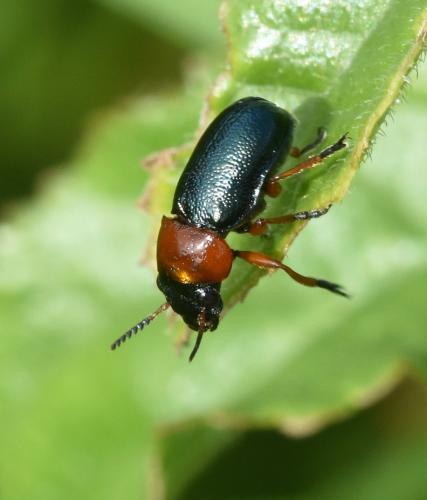 Chilotomina nigritarsis