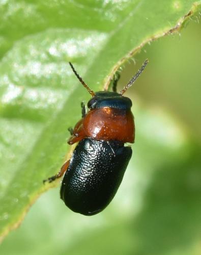 Réf. 176 943 : Chilotomina nigritarsis