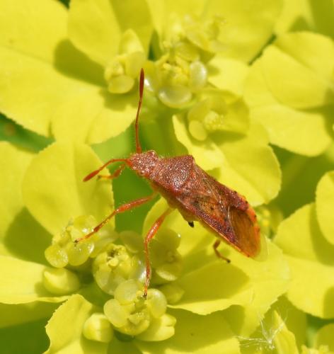 Réf. 176 412 : Rhopalus maculatus
