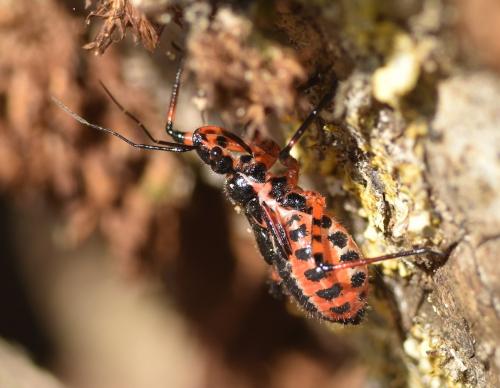 Rhynocoris iracundus