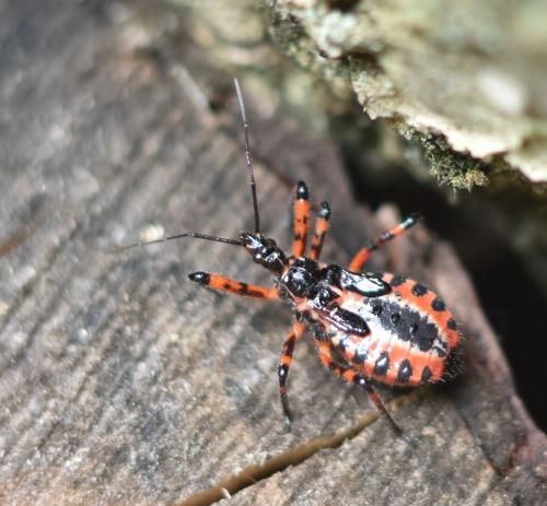 Rhynocoris iracundus