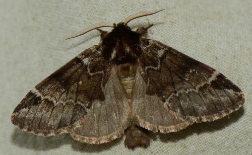 Réf. 176 713 : Drymonia melagona