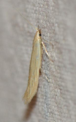 Réf. 176 874 : Coleophora sp.