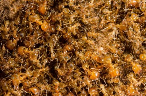 Réf. 176 840 : Pheidole pallidula