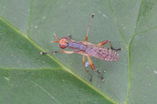 Dichetophora obliterata