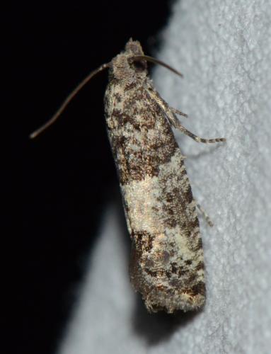 Spilonota laricana