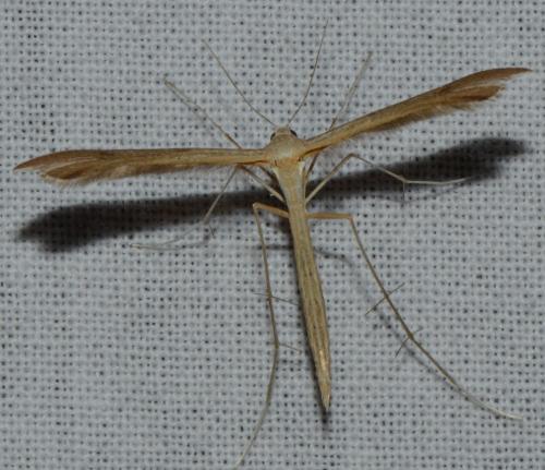 Réf. 176 604 : Stenoptilia sp.