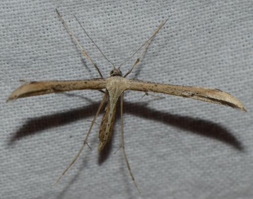 Réf. 176 605 : Emmelina sp.
